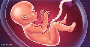 Illustration of baby connected to umbilical cord surrounded by fluid in placenta 